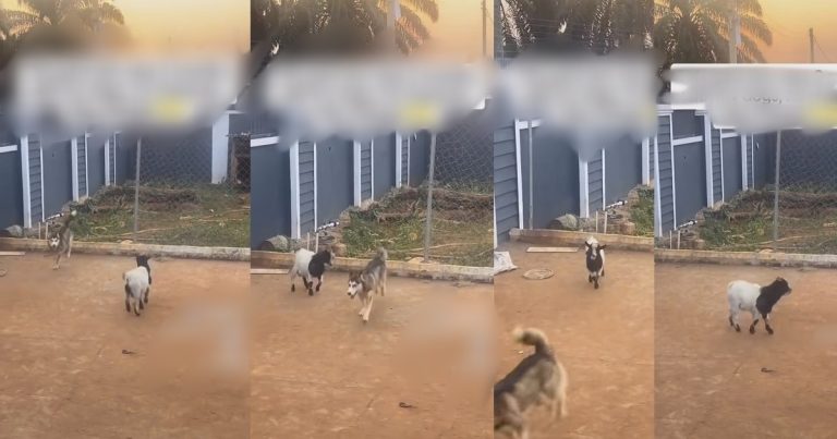 "This goat don stay 2 months with my dogs, he character don change”- Nigerian man in shock as his goat exhibits dog-like behavior (Video)