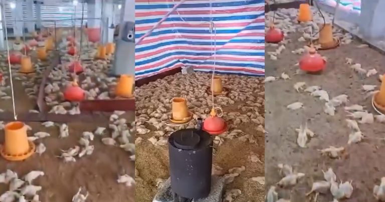 Poultry Farmer Forced To Relocate To the UK After His Former Employee Killed All His Livestock (VIDEO)