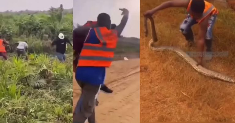 "una wan sell animal kingdom" - Netizens React As Trending Video Showing Realtor Bitten By A Snake During Land Inspection Goes Viral (WATCH)