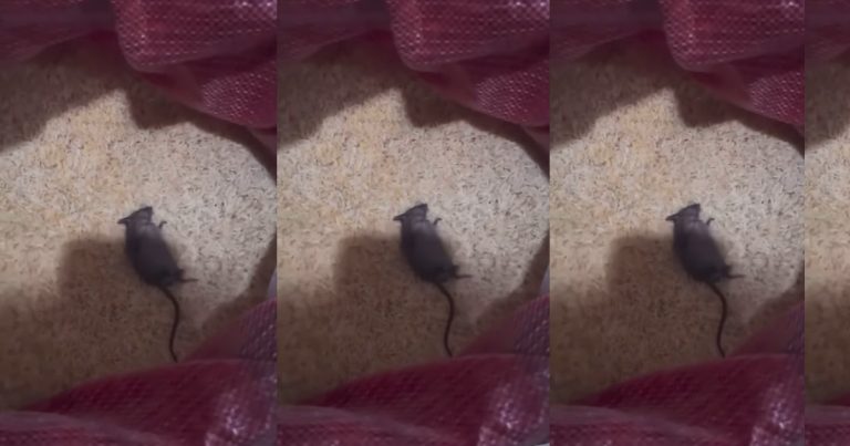 Lady in shock after finding d£ad rat in her bag of rice (WATCH)