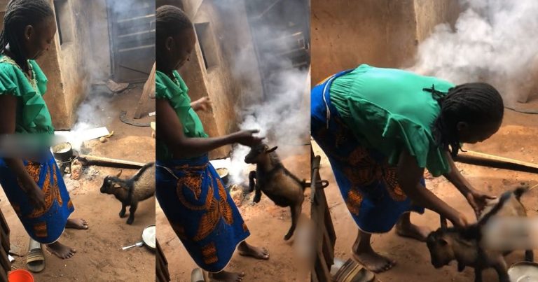 “Cost of living dey even affect goat" - Viral Video Of A Goat F!ghting Its Owner Over Food Stirs Reactions Online (WATCH)