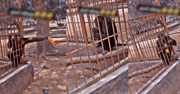 "Dis are pure human beings, dey are just afraid of bills" – Reaction as monkey gulps drink like a human being (VIDEO)