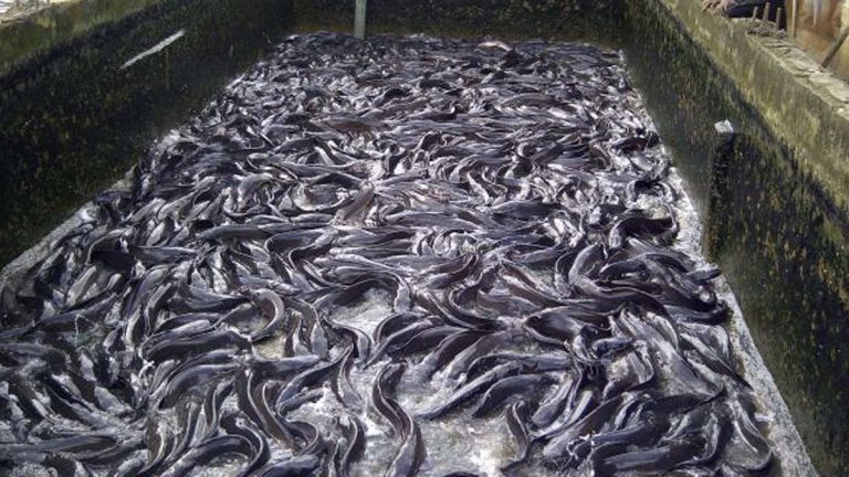 Fish farming farmers