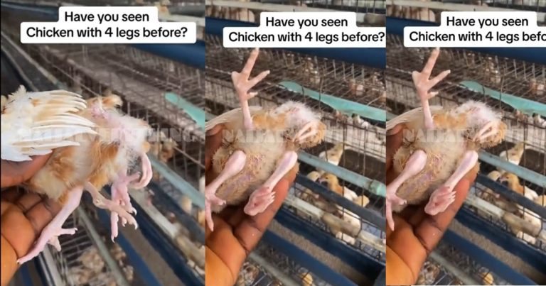 "First time dey for everything" – Surprise trails video of a chick with four legs