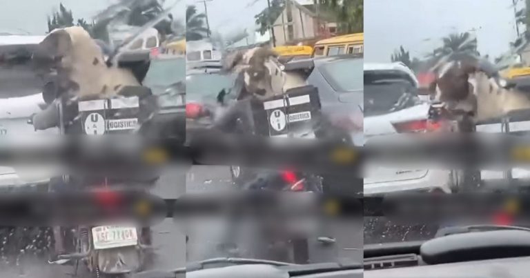 Dispatch Rider's Creative Eid-el Kabir Ram Delivery Stuns Viewers Online (VIDEO)