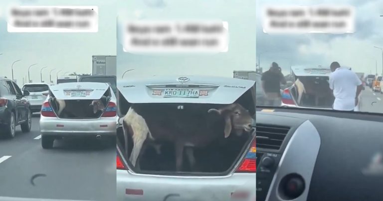 "Ileya ram 1.4m keh!" – Moment A Ram Nearly Escaped From A Car Booth On The Highway (VIDEO)