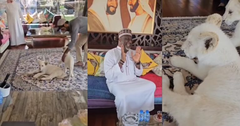 "Lion dey fǝar lion" – Moment Senator Dino Melaye pleaded for his life as a lion approached him at a friend's house (WATCH)