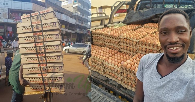 Retired doctor showcases 4 years' progress from obtaining his chickens by bicycle to delivering the eggs by Hilux