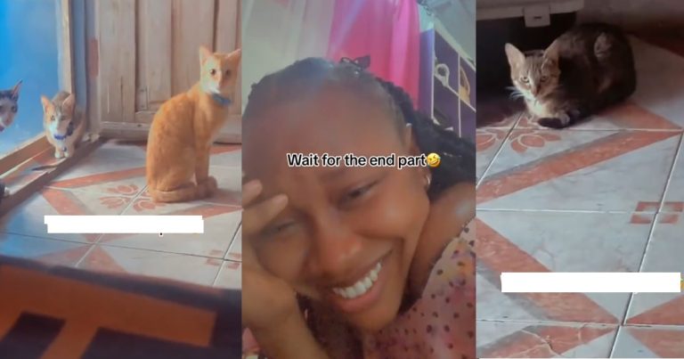 "Na wetin dey make some cats turn w!tch be this" – Lady shows her cats' expression when she intentionally delayed feeding them (VIDEO)