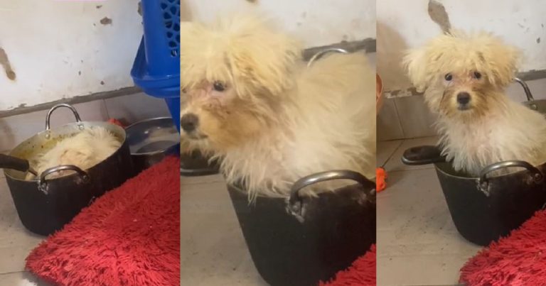 Nigerian Man Express Sh0ck As His Expensive US-Bought Dog Digs Into His Homemade Meal, And Sleep In His Cooking Pot (VIDEO)