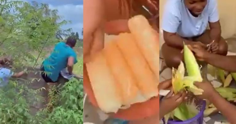 "Filming yourself stæling has to be cr@zy" – Viral video of ladies harvesting corn from a farm beside their lodge sparks reactions (WATCH)