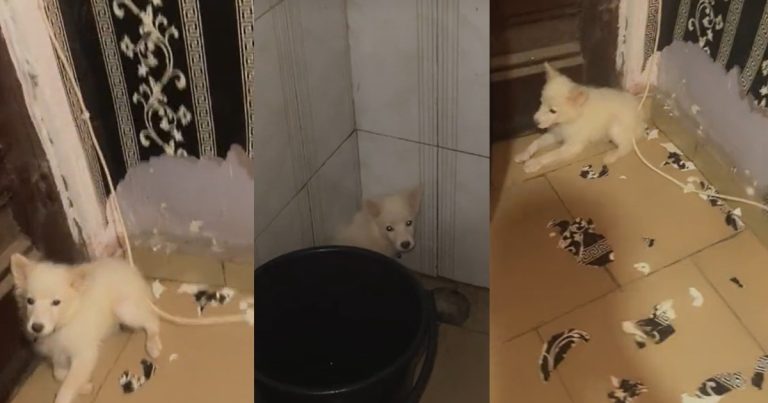 "I can’t take it anymore she must leave my house" – Nigerian man r@ges as pet dog tǝar down house wallpaper overnight (VIDEO)