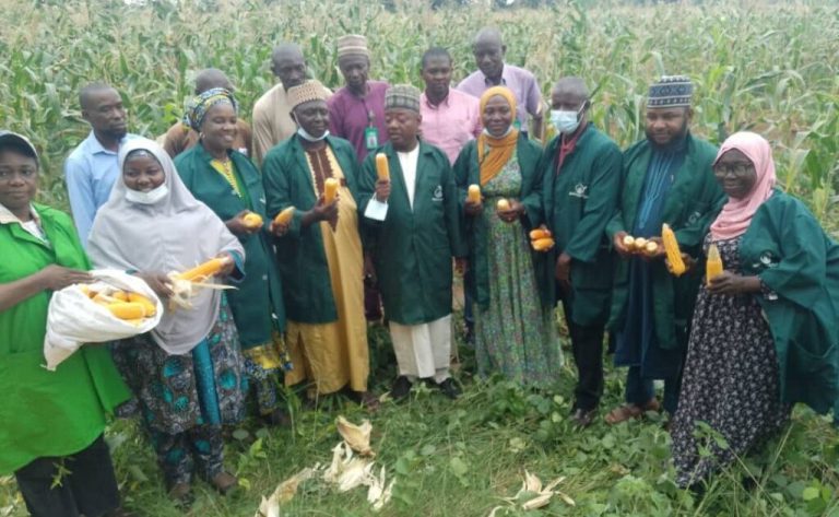 Kwara poly harvests tonnes of maize, urges others to invest in farming