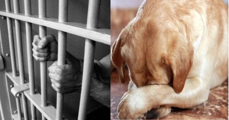 Man gets 10 years jail term for sǝxually abus!ng at least 42 dogs