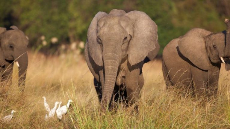 Calm in Borno as escaped elephant returns to zoo