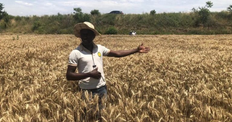 Nigeria leads effort to achieve wheat self-sufficiency in West Africa