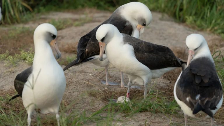 Wisdom, Laysan albatross