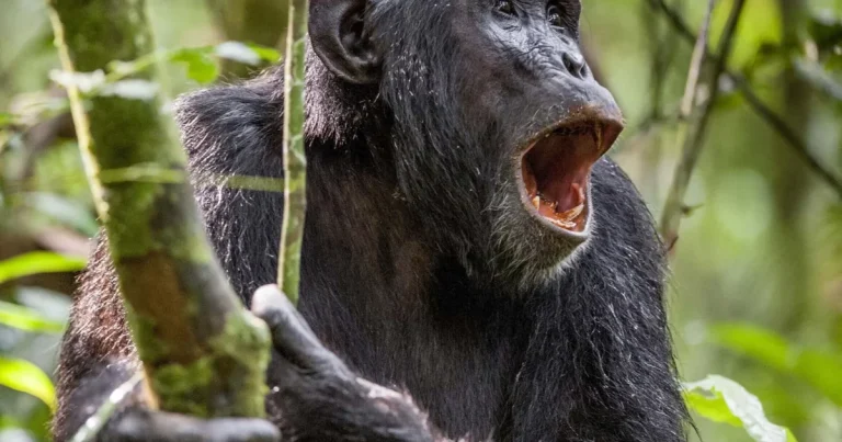 Conservators film chimpanzee in Ekiti forest