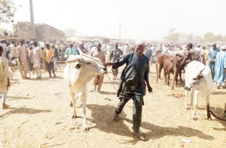 Wudil cattle market