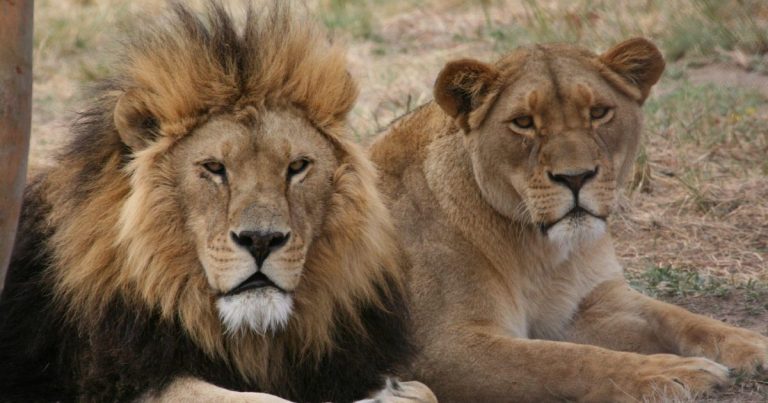 Little boy miraculously survives five days in Lion-infested park