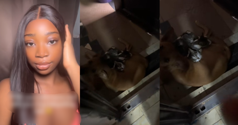 "I was sh0cked" – Lady amazed after discovering her dog babysitting cats (WATCH)