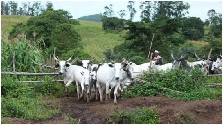 Kano govt bans grazing along official cattle routes in Bichi