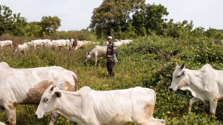 Yoruba youths demand end to open grazing