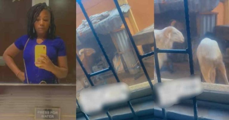 "From bad smell to them fight!ng" – Lady complains of sleepless nights as her landlord stores Ileya rams behind her window (VIDEO)