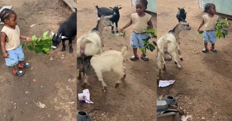 "He said fix your car, I'll fix the goat's hunger" – Nigerian mother stúnned after her toddler fed random goats at the mechanic's workshop like he owned a farm (VIDEO)