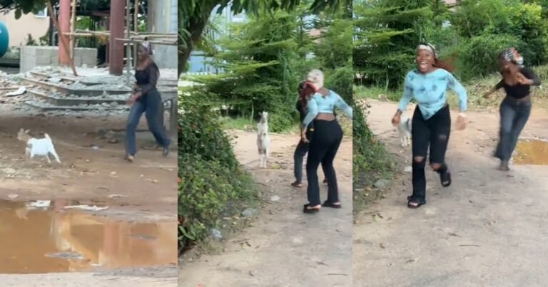 “They thought it was a good idea to tr0uble a baby goat” – Man shares how a goat charged at his homegirls during their hangout (WATCH) "They thought it was a good idea to tr0uble a baby goat" – Man shares how a goat charged at his homegirls during their hangout (WATCH)