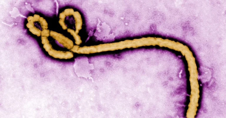 Ebola Treatments Trial Begins in DR Congo, WHO Announces
