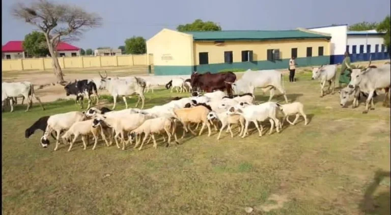 Katsina Security Foils Bandits’ Attack, Rescues 117 Livestoc The Recovered livestock. Photo: Katsina State Police Command