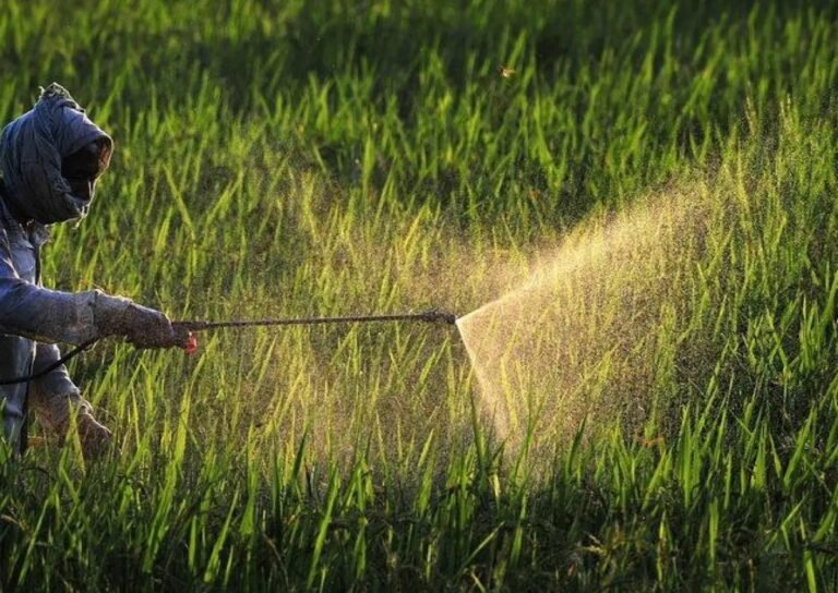 Common pesticides alter timing of girls’ puberty — Study