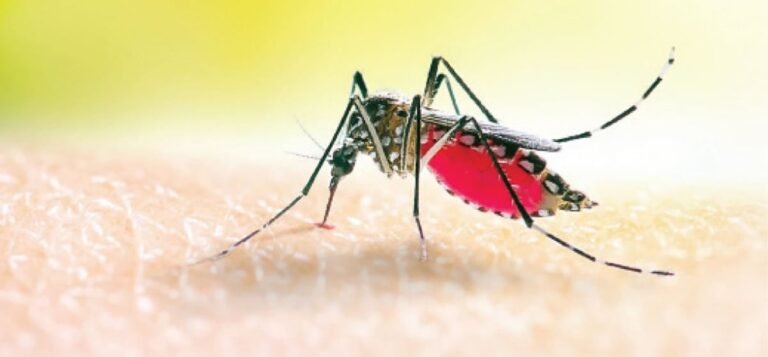 Africa’s malaria malaria vaccine in Oyo Mosquito