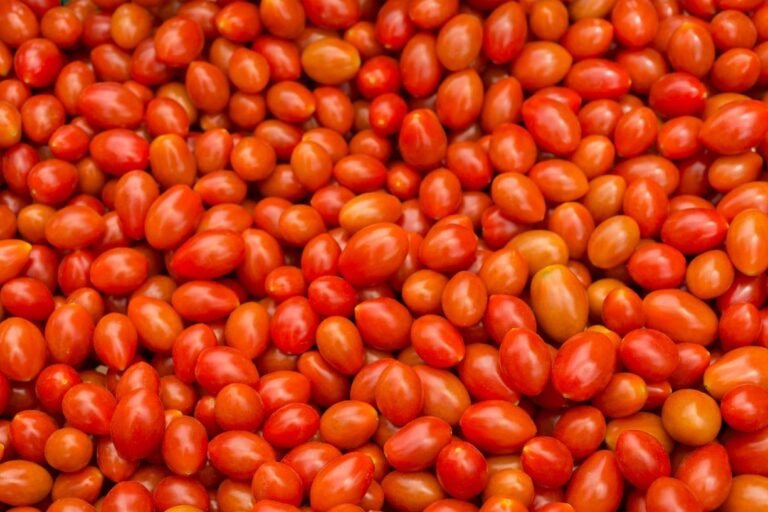 Tomato farmers in Tomatoes