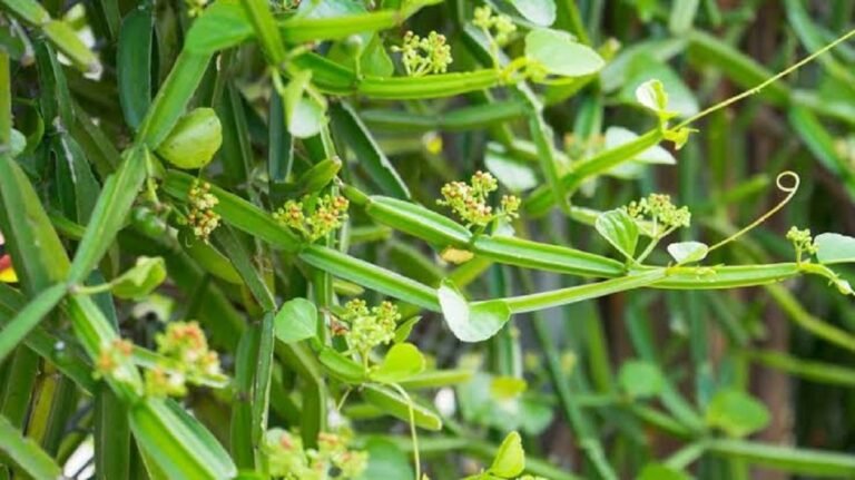 Scientists confirm traditional African plant that fights worm infections safely