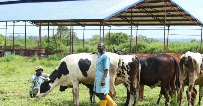 Southern, M’Belt Leaders Reject FG Ranching Plan