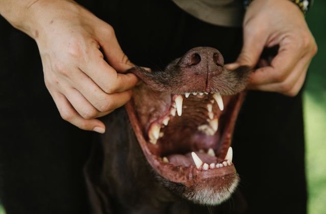 How Can This Supplement Support Your Dog’s Dental Health? How Can This Supplement Support Your Dog’s Dental Health?