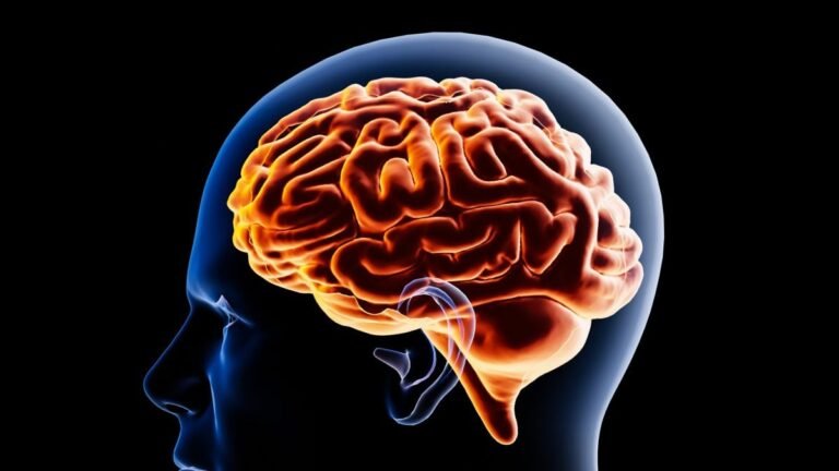 brain