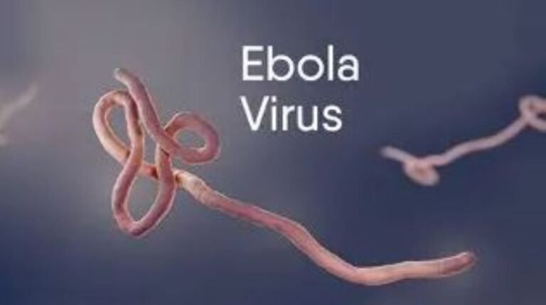 ebola virus